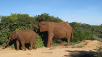The_Gem_Ferienhaus_Addo_Elefant