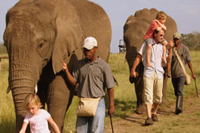 The_Gem_Ferienhaus_Sued_Afrika_Elephantsanctuary