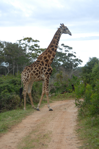 The_Gem_Ferienhaus_Sued_Afrika_Giraffe