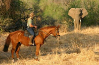 The_Gem_Ferienhaus_Sued_Afrika_Horse-Safari