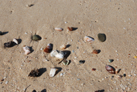 The_Gem_Ferienhaus_Suedafrika_Muscheln_sammeln